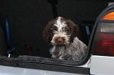 VOITURE - CAR 040
